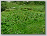 Alpska kislica (Rumex alpinus)