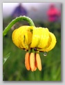 Bosanska lilija