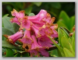 Rododendron ali ravšje (Rhododendron)