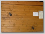 Stenska pajka v gostilni v Sromljah