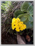 Lepi jeglič (Primula auricula)