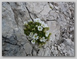Ena od smiljk (Carastium): južnoalpska, skalna, enocvetna ... (charinthiacum, julicum, alpinum, uniflorum ...)