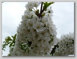 Češnjevi cvetovi (Prunus avium)