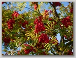 Jerebika (Sorbus aucuparia)