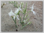 Ilirska lilija (Pancratium illyricum)