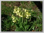 Visokostebelni jeglič (Primula elatior)