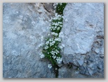  Smiljka (Carastium): južnoalpska, skalna, enocvetna? ... (charinthiacum, julicum, alpinum, uniflorum ...)