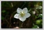 Parnassia palustris (močvirna samoperka, p. d. kristusove srajčke), glej http://lit.ijs.si/cvetje.html za razlago