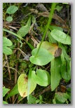 Parnassia palustris, njen srčasti stebelni list