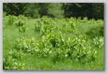 Zelena čmerika (''veratrum lobelianum'')