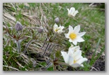 Anemone