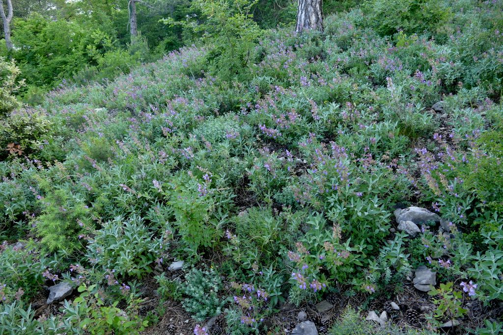 p1410944.jpg