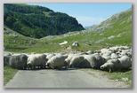 Ovce na cesti, Bojadžin do