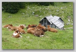 Planina pri jezeru