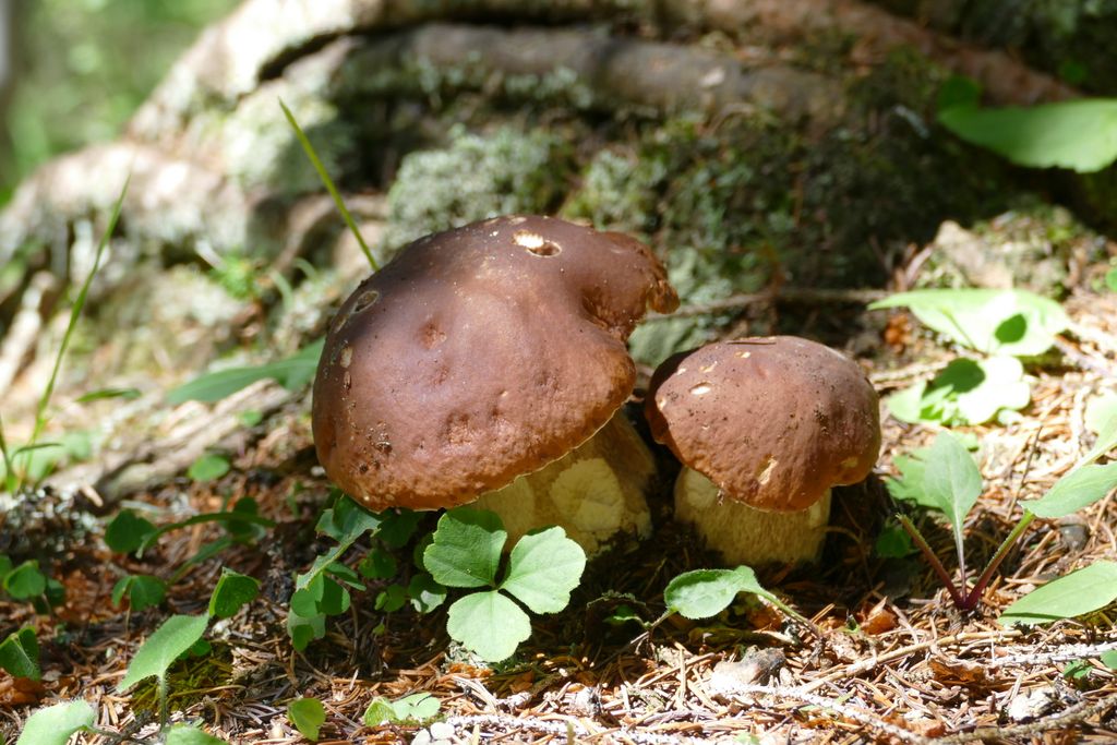 p1430684.jpg