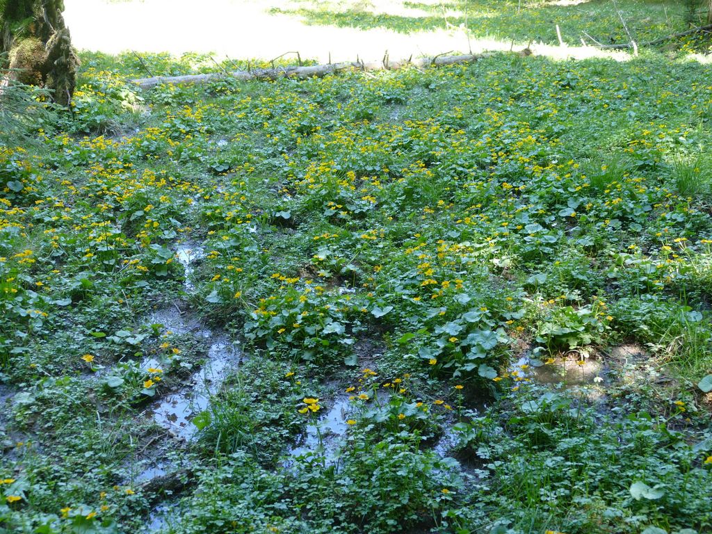 p1470616.jpg