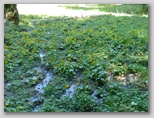 Radovljiška planina