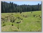 Radovljiška planina