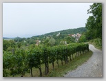 Bojanja vas